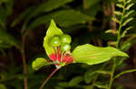 Indian cucumber